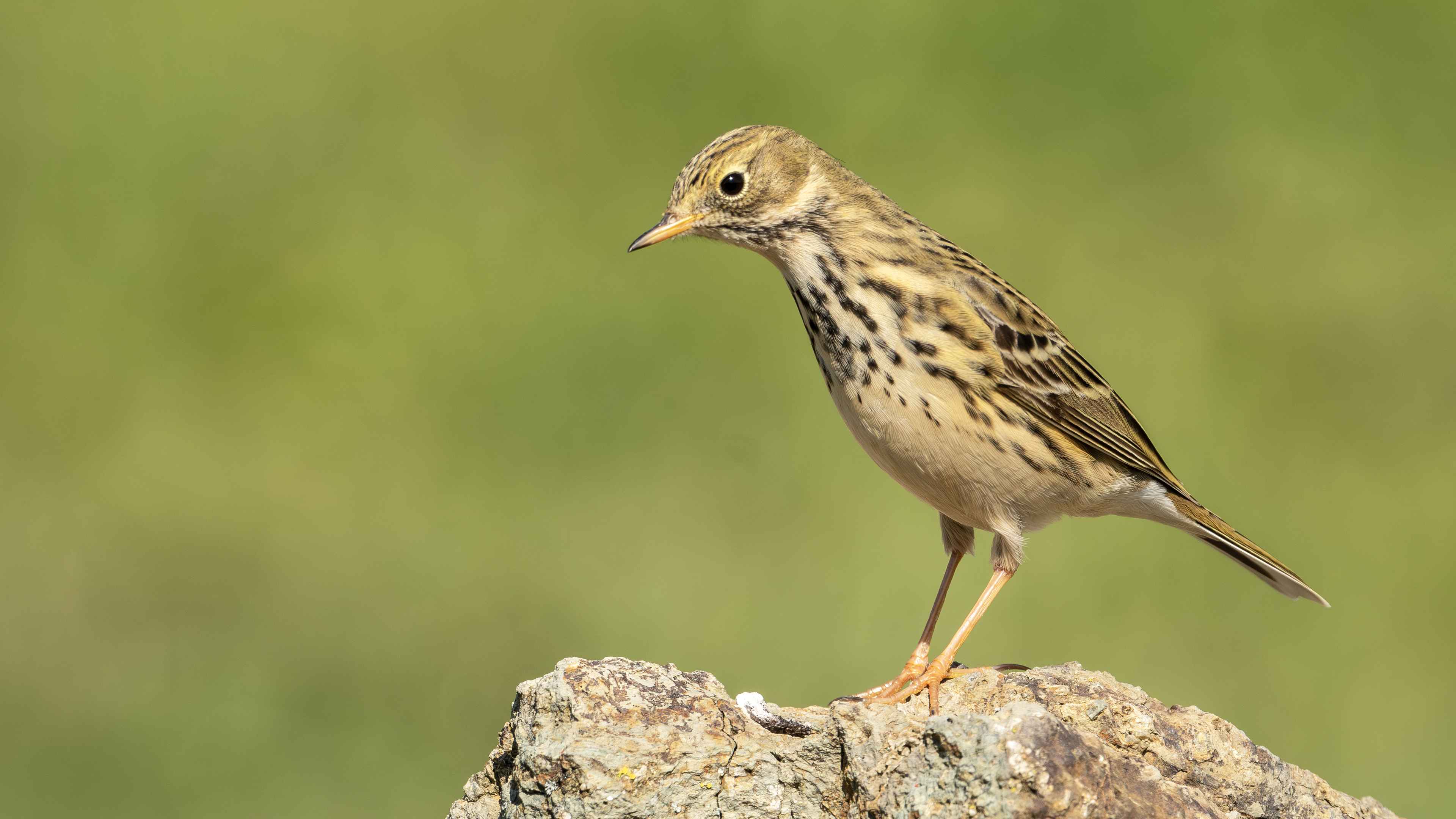 Meadow Pipit